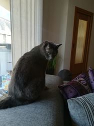 Luna hat ein Zuhause gefunden. . aus der Pflegestelle vom Tierschutzverein Südtiroler Tierparadies hilft